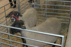 gala_der_tiere_1_20160526_1550797076