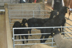 gala_der_tiere_2_20160526_2077002774